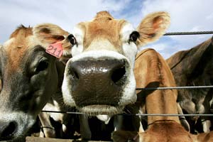 Reader Ernie Peters says our editorial “Why Grass Fed is Best” (December/January 2007) should have recognized that some farmers feel forced to use high-grain diets and feedlot confinement — and we agree.